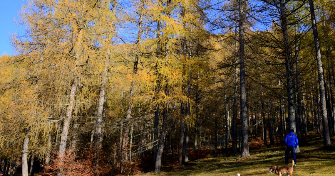 Passeggiata al Pian delle Betulle in alta Valsassina