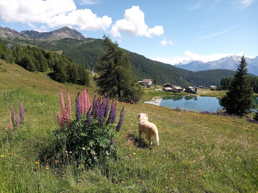 Da Magdelein a Chamois, la perla delle Alpi