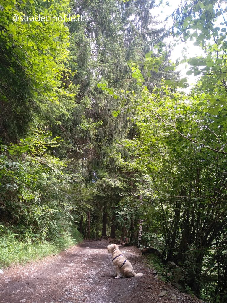 La Riserva Regionale dei Boschi del Giovetto in Val Camonica