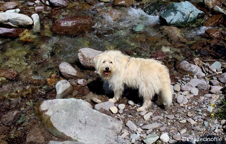 Alle Cascate del Vò con il cane