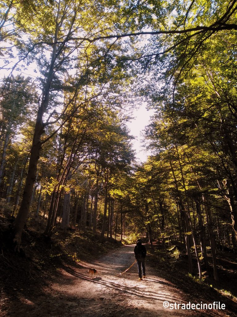 Foresta della Barbottina