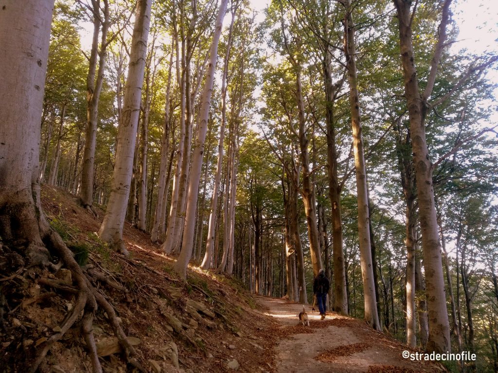 Foresta della Barbottina