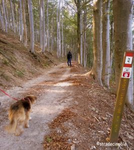 Foresta della Barbottina