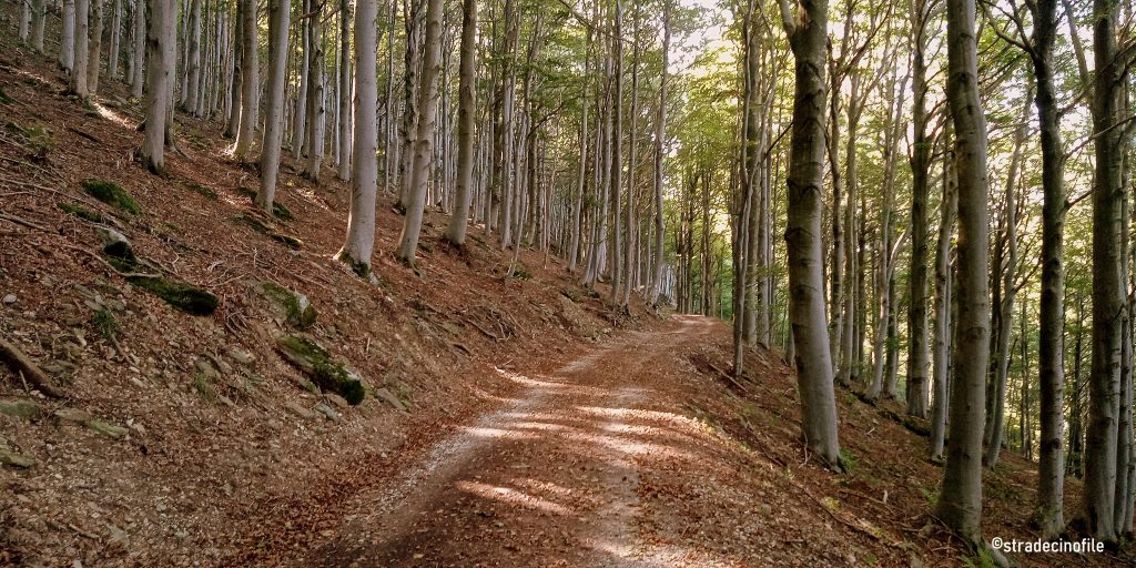 Foresta della Barbottina