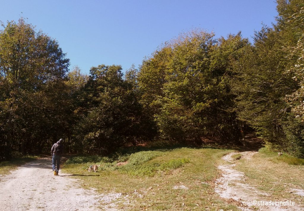 Foresta della Barbottina