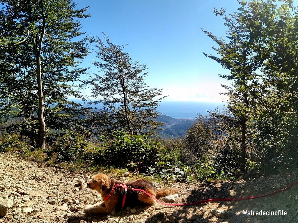 Foresta della Barbottina