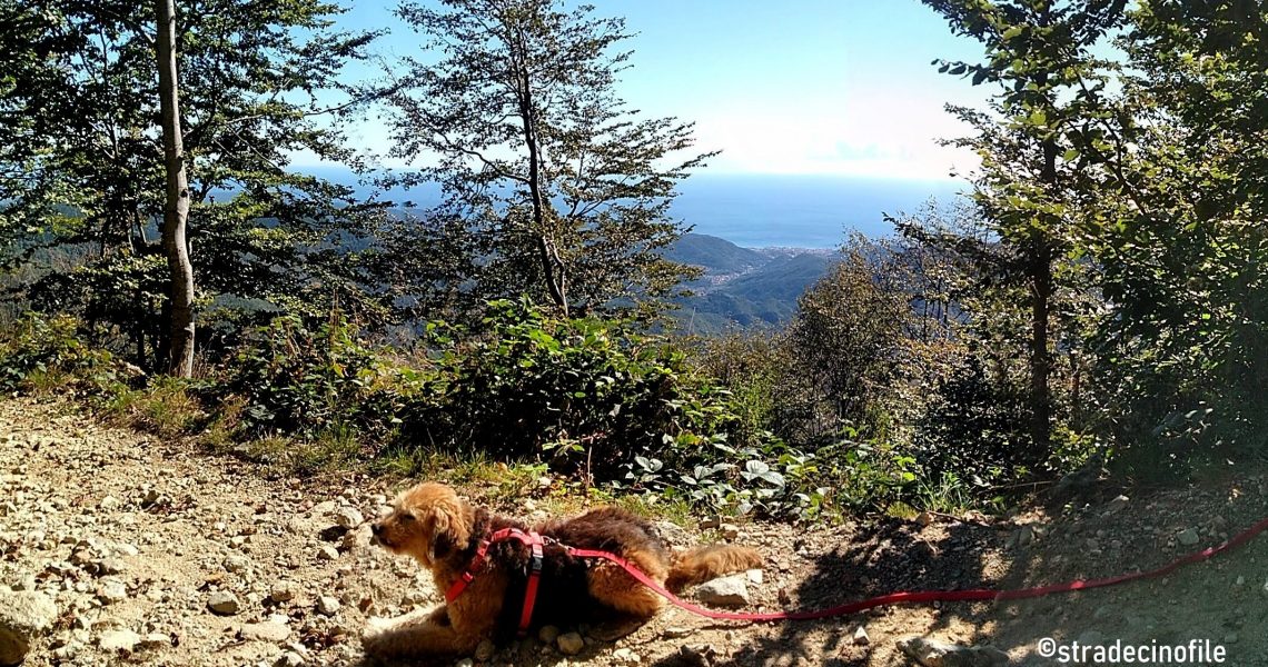 Foresta della Barbottina