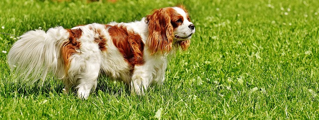 Chimica, sguardi e carezze: il nostro cane ci fa stare bene