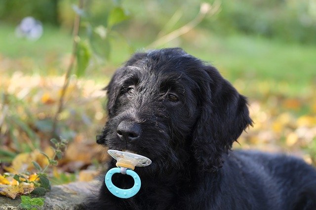 Chimica, sguardi e carezze: il nostro cane ci fa stare bene