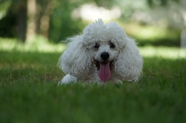 Chimica, sguardi e carezze: il nostro cane ci fa stare bene