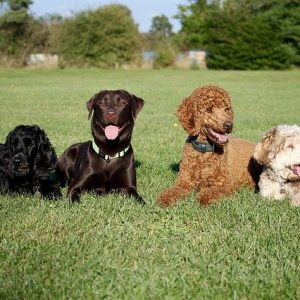 Chimica, sguardi e carezze: il nostro cane ci fa stare bene