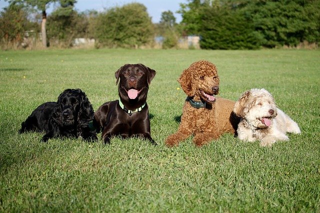 Chimica, sguardi e carezze: il nostro cane ci fa stare bene