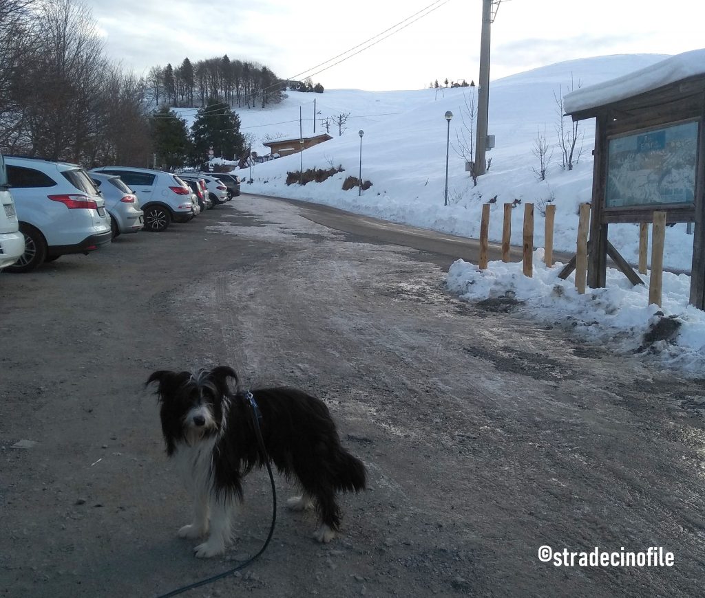 Paseggiando sulla neve con il cane, al monte Farno (BG)