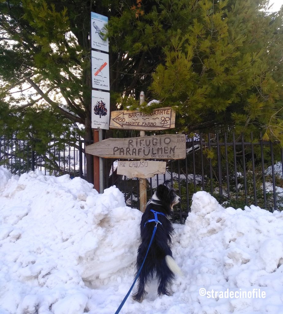 Paseggiando sulla neve con il cane, al monte Farno (BG)