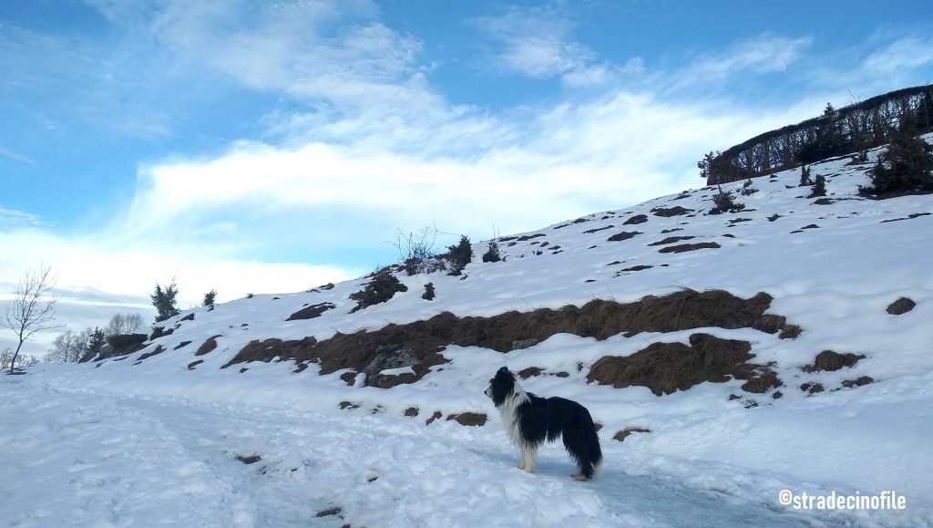 Paseggiando sulla neve con il cane, al monte Farno (BG)