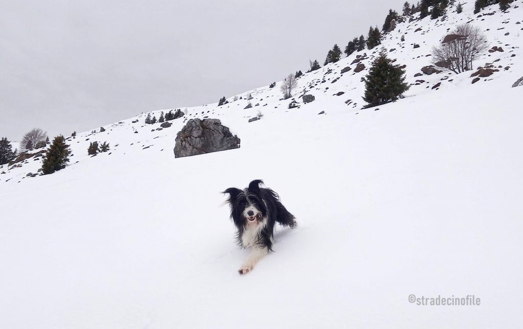 Paseggiando sulla neve con il cane, al monte Farno (BG)