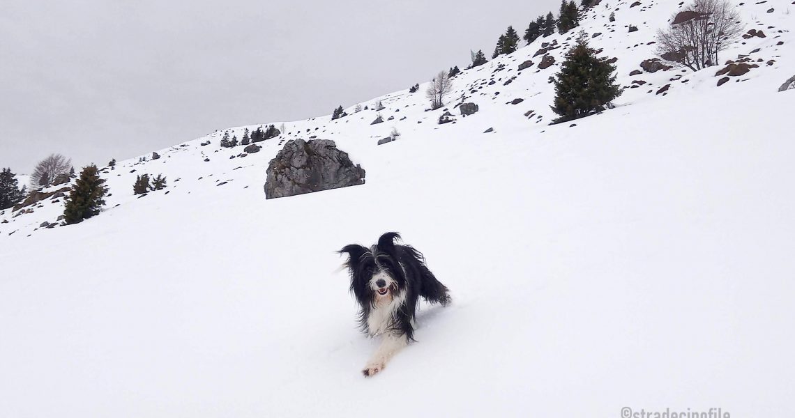 Paseggiando sulla neve con il cane, al monte Farno (BG)