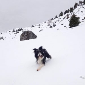 Paseggiando sulla neve con il cane, al monte Farno (BG)