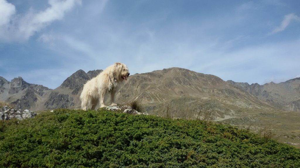 Va dove ti porta il cane