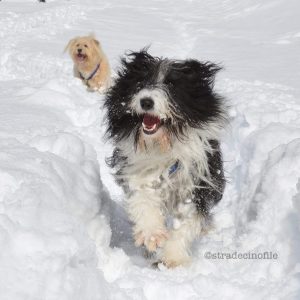 Evviva la neve