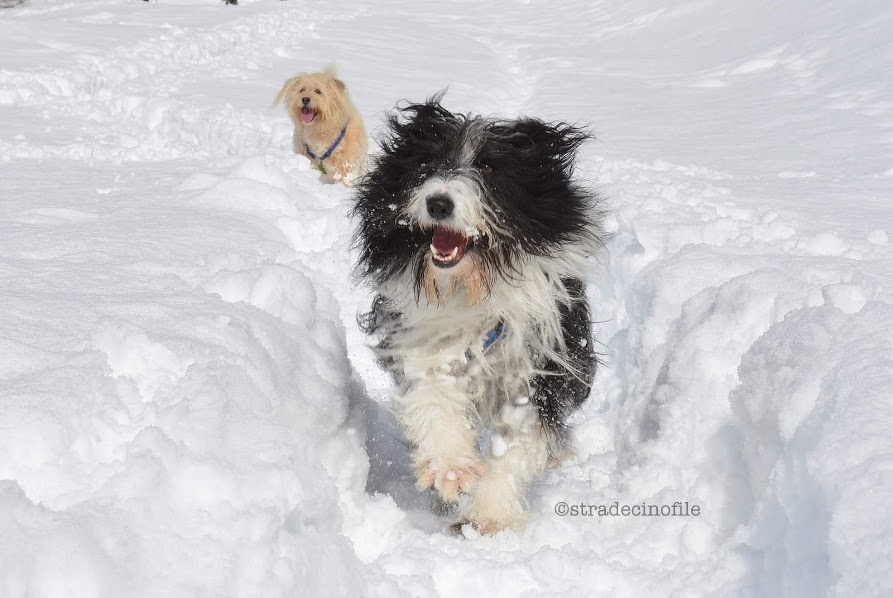 Evviva la neve