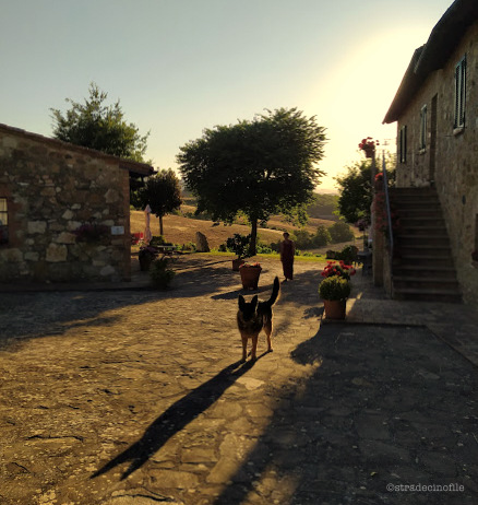 In Val D’Orcia con i nostri cani