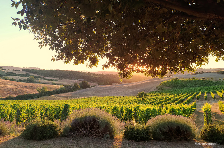 In Val D’Orcia con i nostri cani