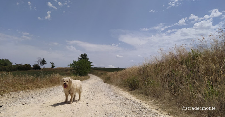 In Val D’Orcia con i nostri cani