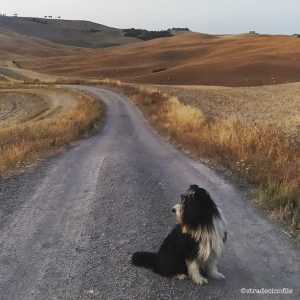 In Val D’Orcia con i nostri cani