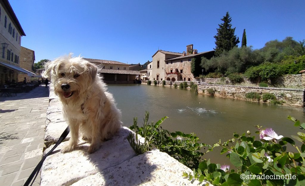 In Val D’Orcia con i nostri cani