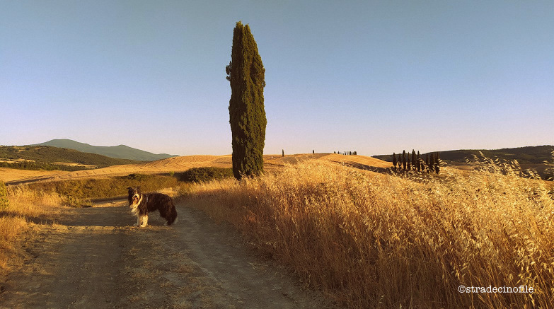 In Val D’Orcia con i nostri cani