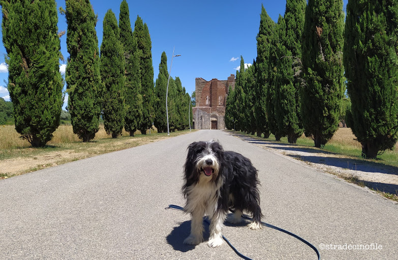 In Val D’Orcia con i nostri cani