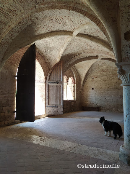 In Val D’Orcia con i nostri cani