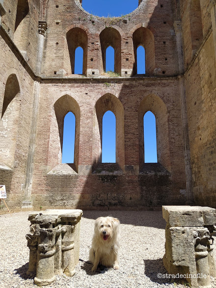 In Val D’Orcia con i nostri cani