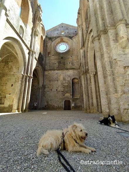 In Val D’Orcia con i nostri cani