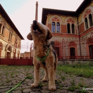 A Crespi d’Adda con il nostro cane