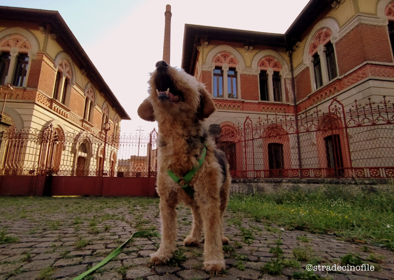 A Crespi d’Adda con il nostro cane