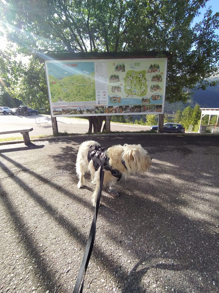 Passeggiata a Malga Bocche con il cane