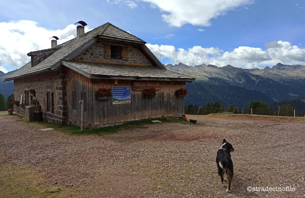 Passeggiata a Malga Bocche con il cane