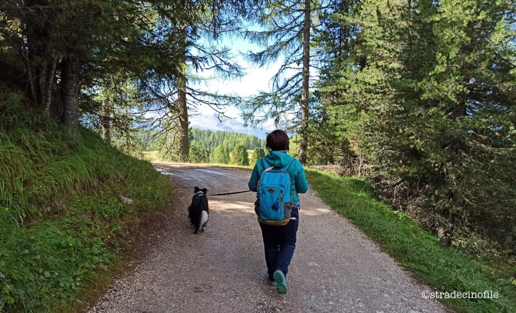 Passeggiata a Malga Bocche con il cane