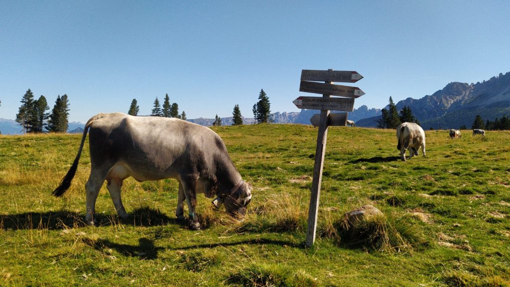 Dal passo Lavazè a Malga Costa con il cane