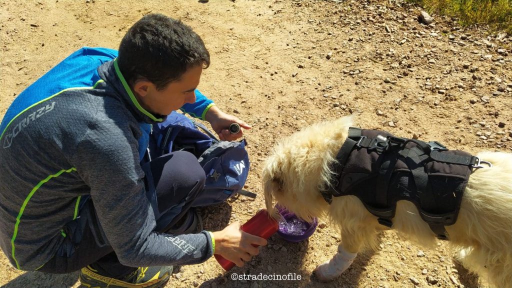 Dal passo Lavazè a Malga Costa con il cane