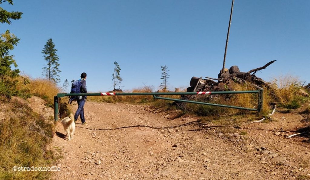 Dal passo Lavazè a Malga Costa con il cane