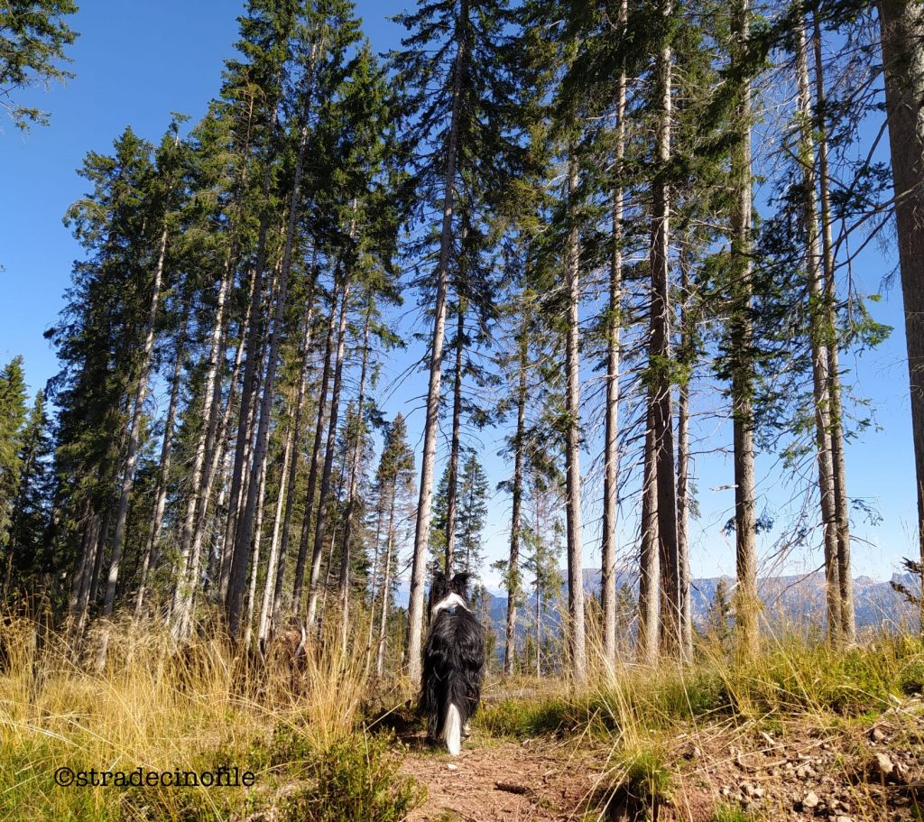 Dal passo Lavazè a Malga Costa con il cane