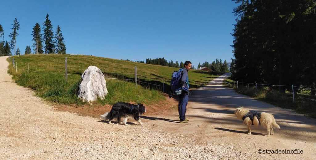 Dal passo Lavazè a Malga Costa con il cane