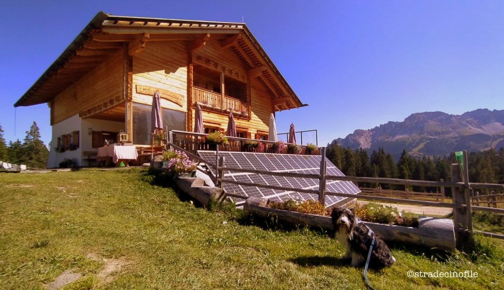 Dal passo Lavazè a Malga Costa con il cane