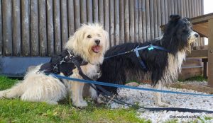 Dal passo Lavazè a Malga Costa con il cane