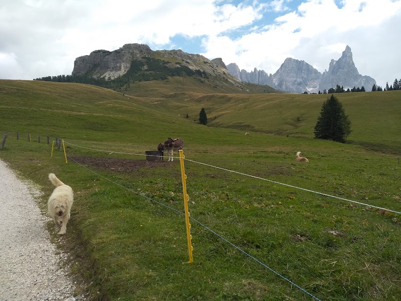 Alla Malga Juribello con il nostro cane