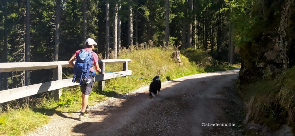 Alla Malga Juribello con il nostro cane