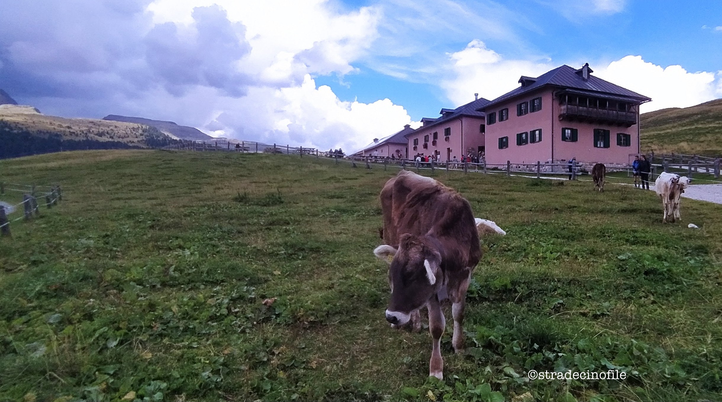 Alla Malga Juribello con il nostro cane